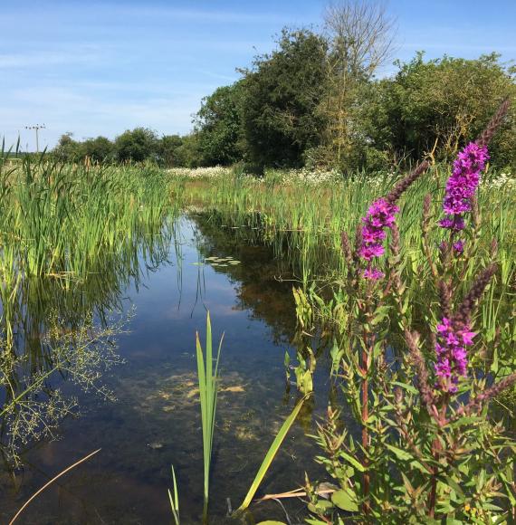 HS2: Webinar to discuss new habitats and wetlands in the West Midlands