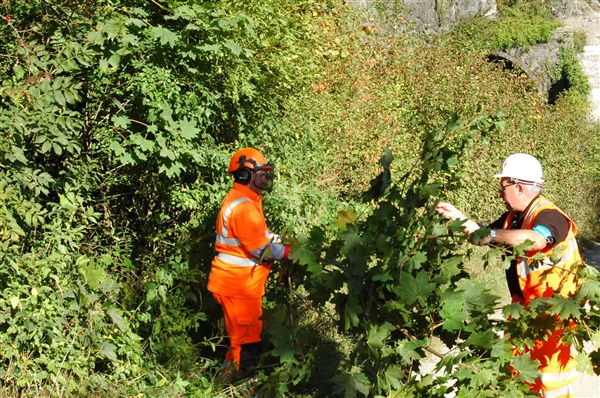 Network Rail engineers managing vegetation