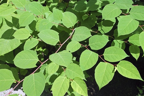 Japanese knotweed an ‘unknown’ quantity for rail