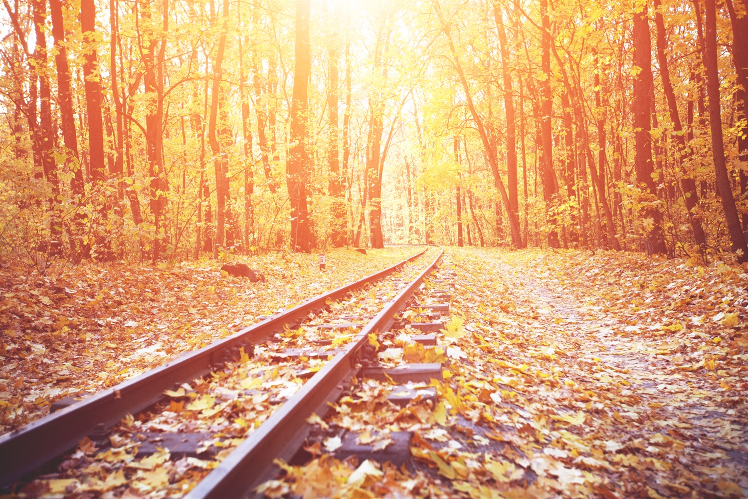 ScotRail announces £13m investment to combat autumn weather