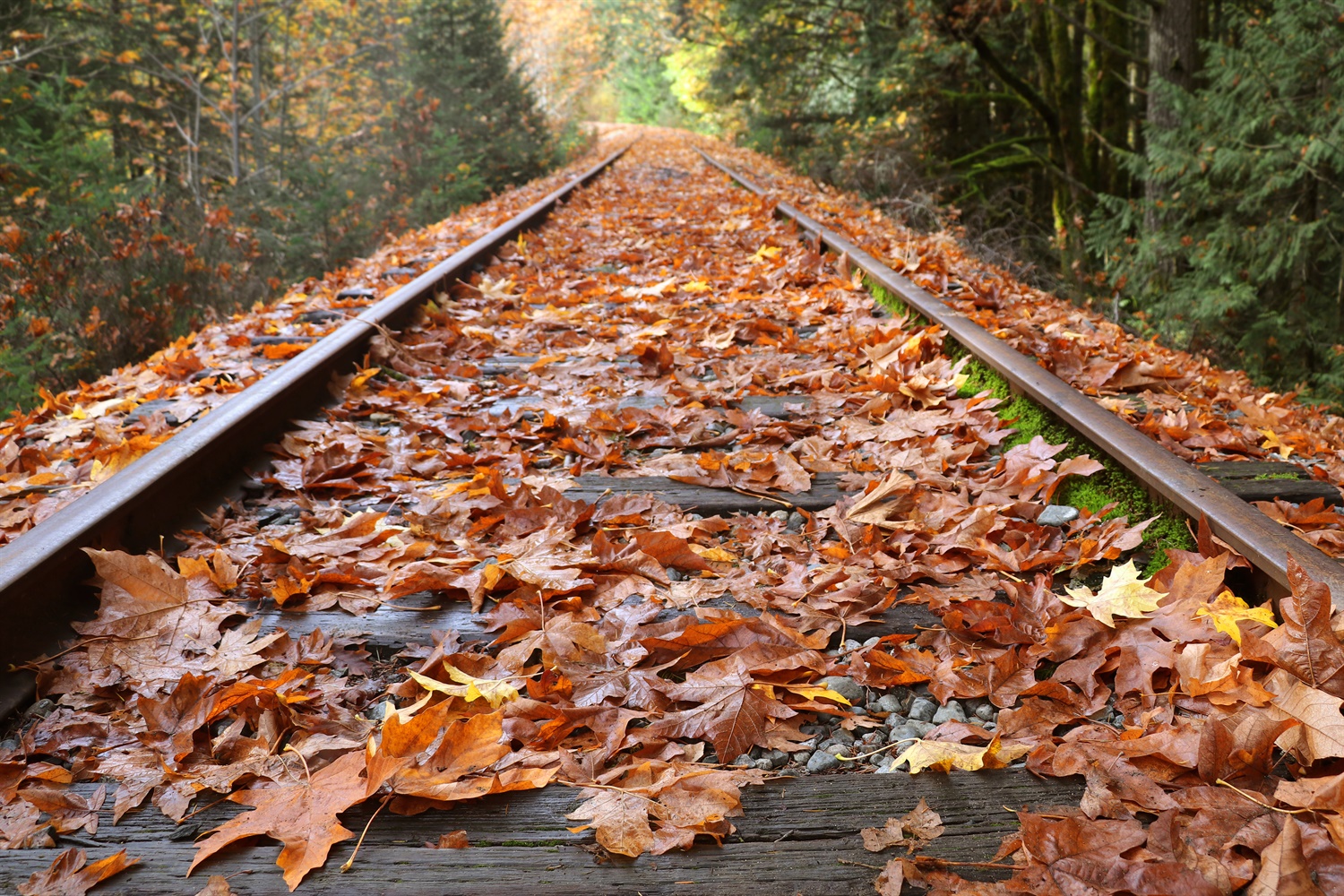 ScotRail to spend £2.6m clearing leaves off tracks in autumn