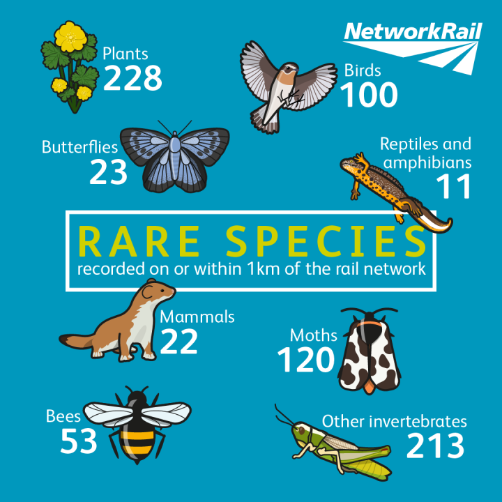 Biodiversity rare species 