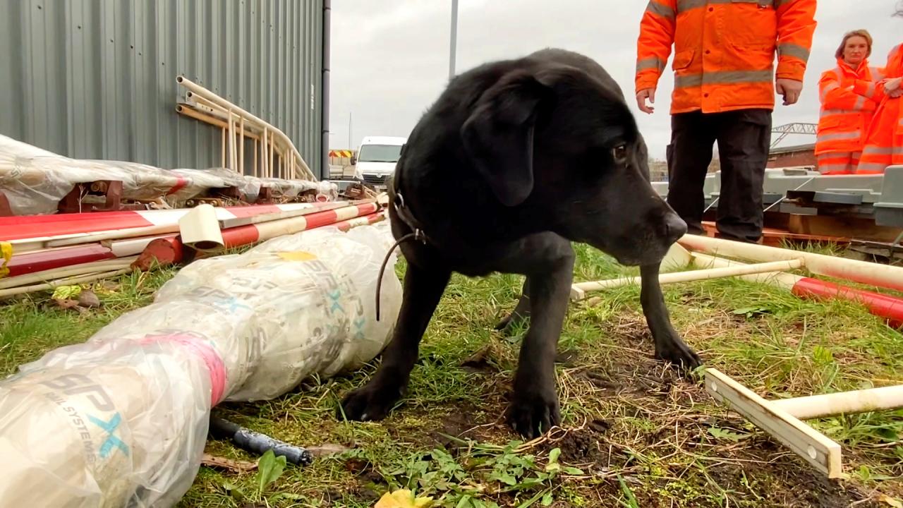 Sniffer dog during a demonstration