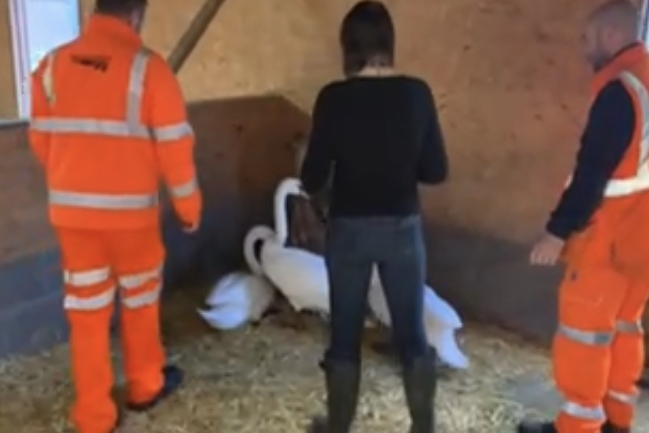 Network Rail being trained on safety removing swans 