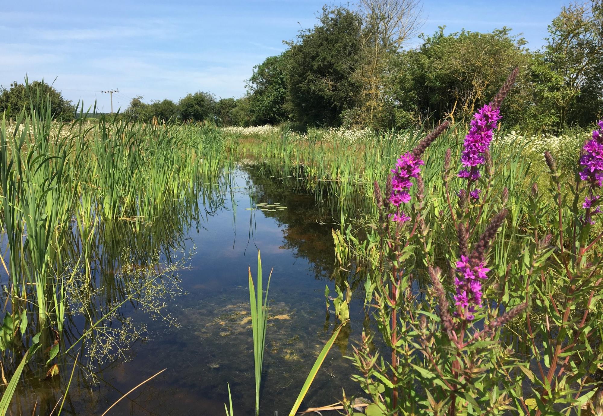 HS2: Webinar to discuss new habitats and wetlands in the West Midlands