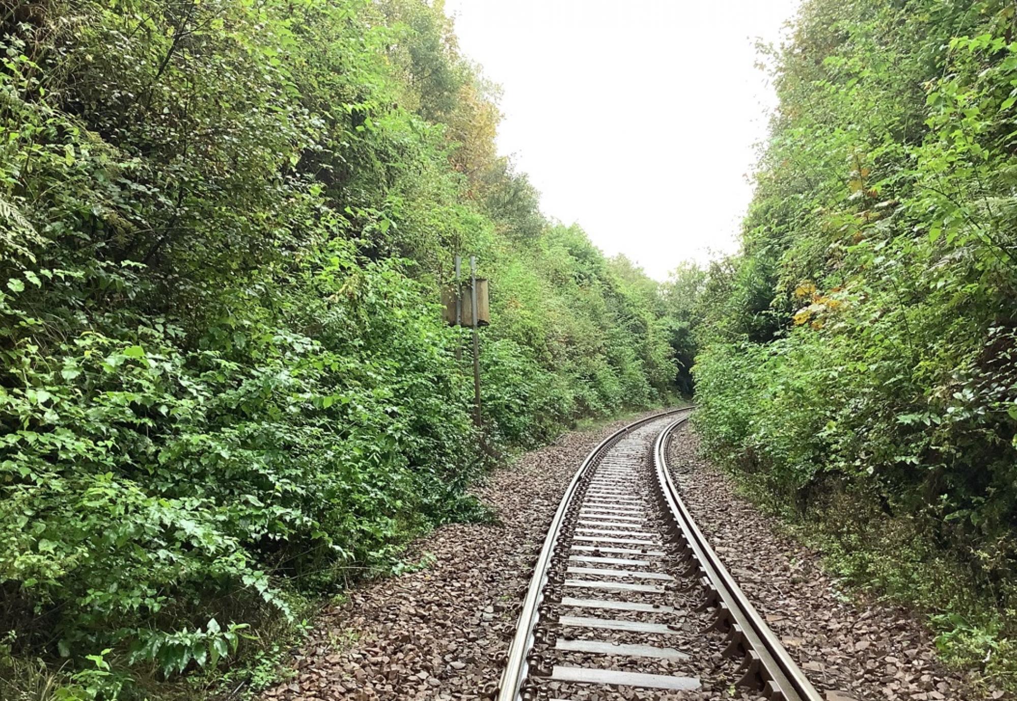 Vegetation on West Highland Line