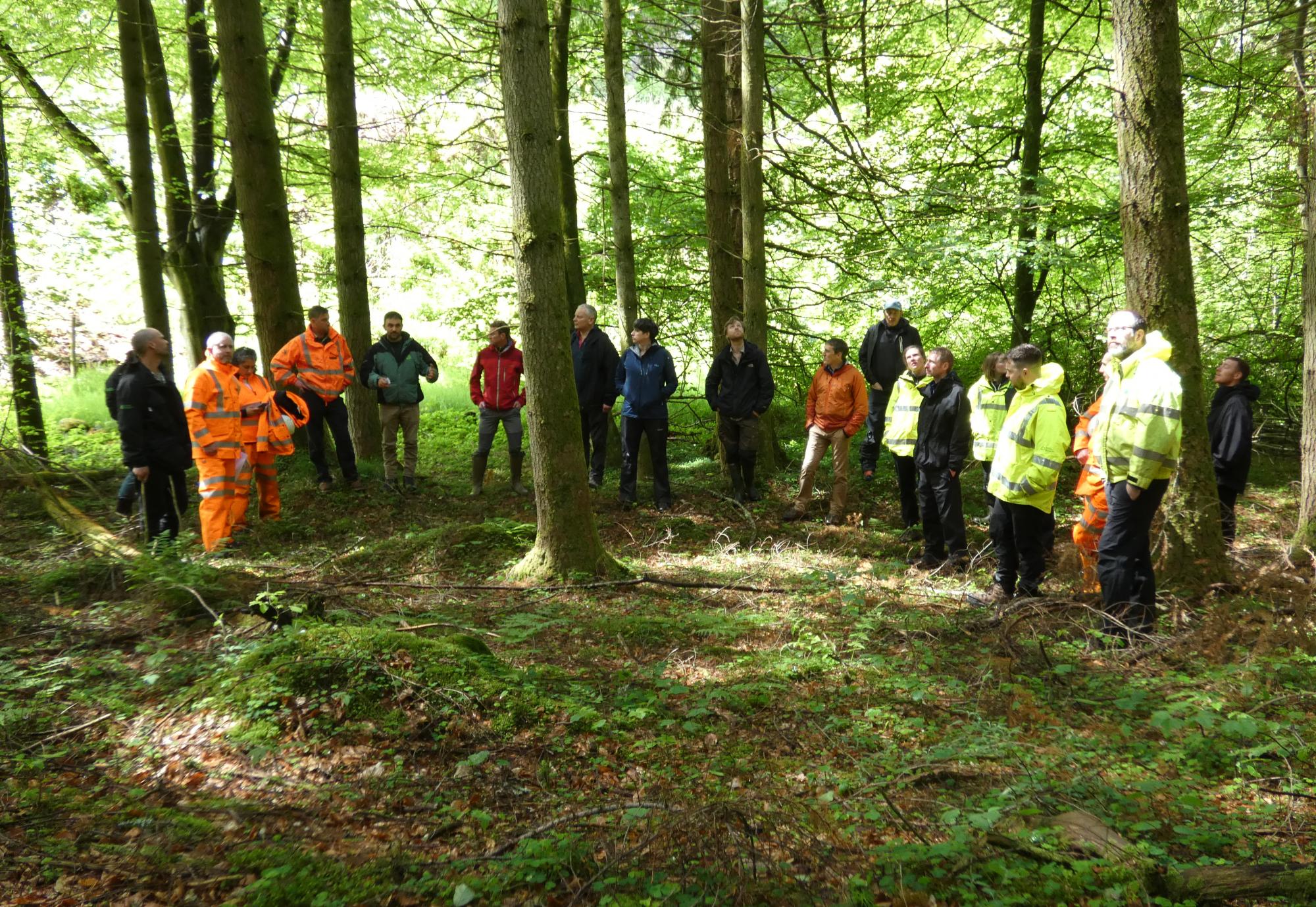 Forestry work from Network Rail 