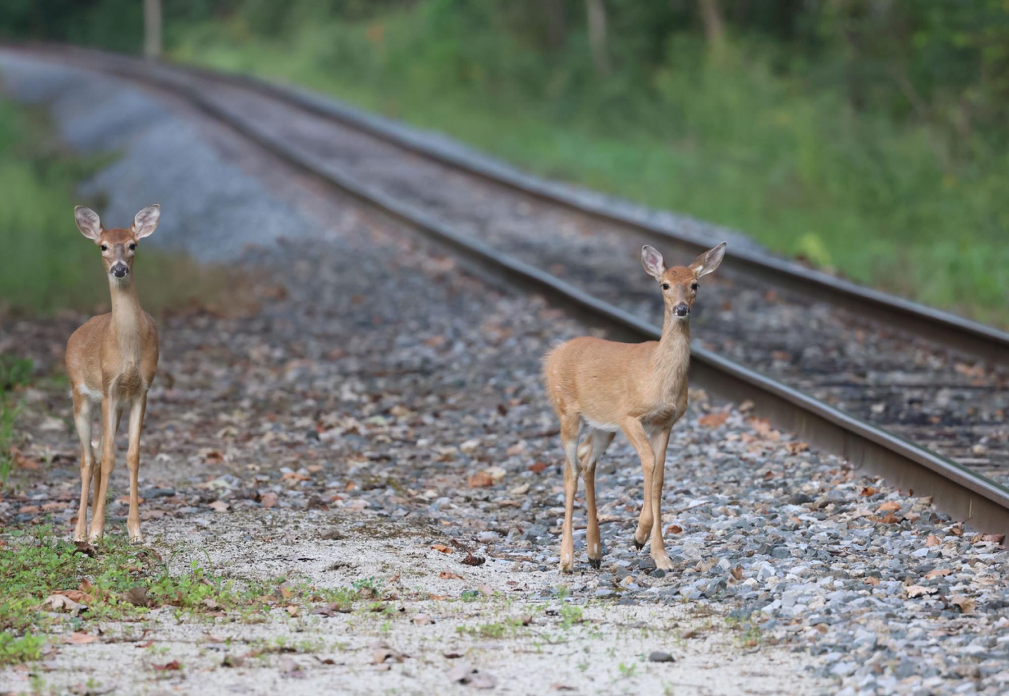 Alstom collaboration on wildlife detection technology