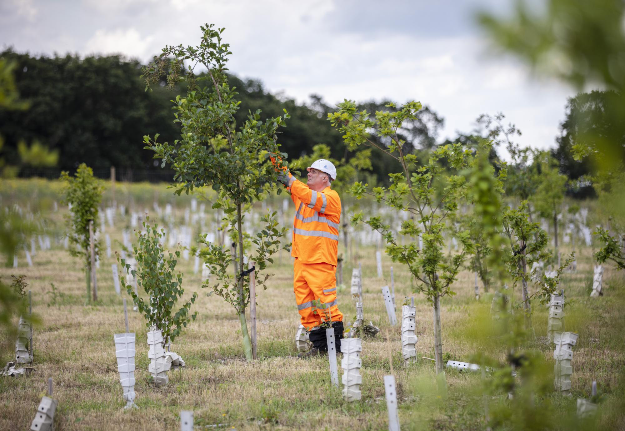 Finemere Woods Environmental Site - HS2