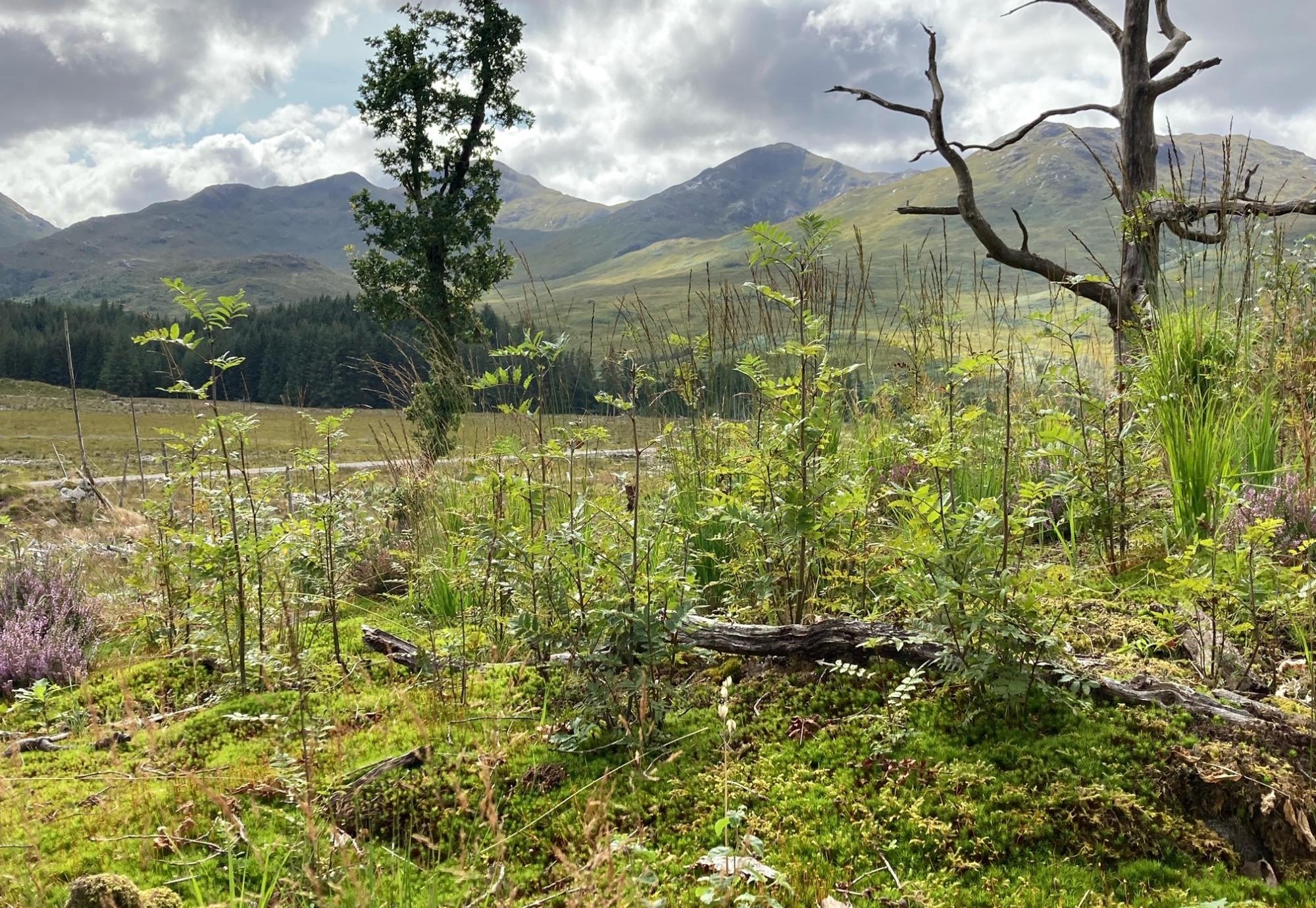 Regeneration (smaller trees growing) and native trees (the larger established ones in the background)