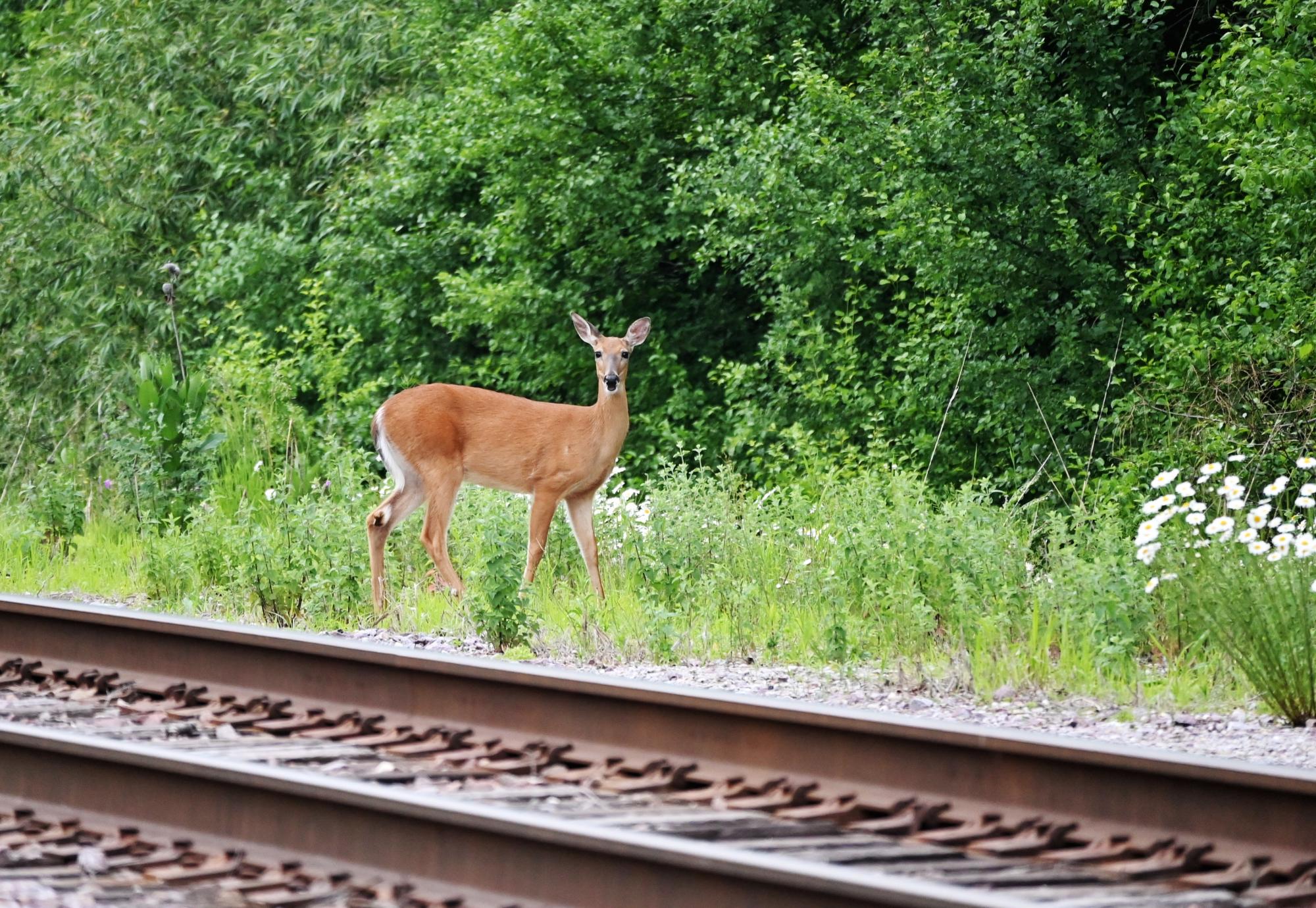 Deer on a train track