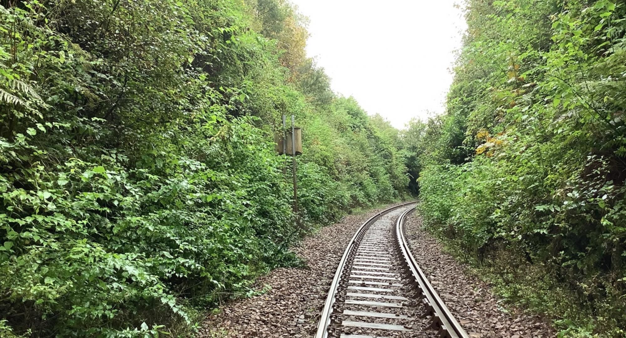 Vegetation on West Highland Line
