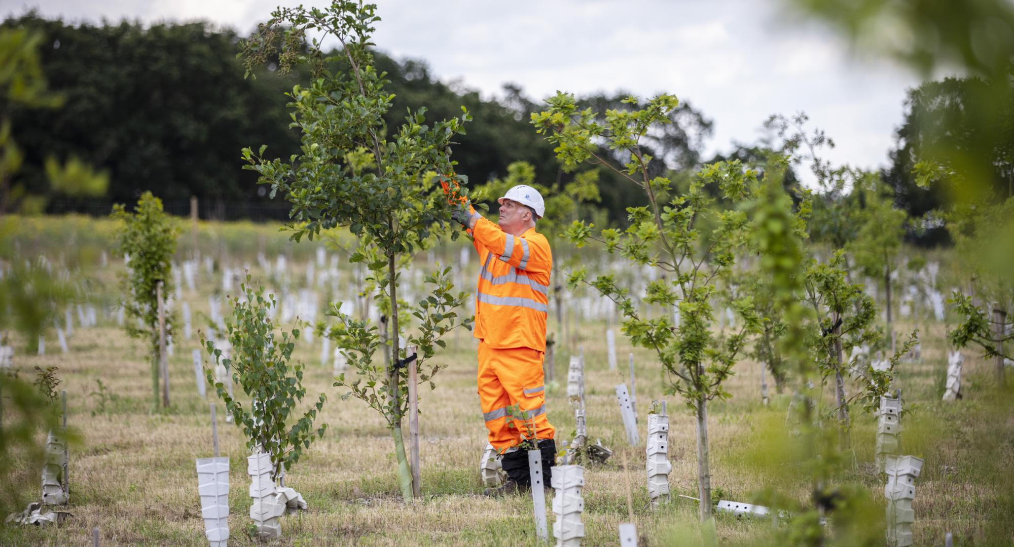 Finemere Woods Environmental Site - HS2