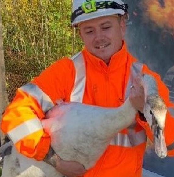 Swan on the track 