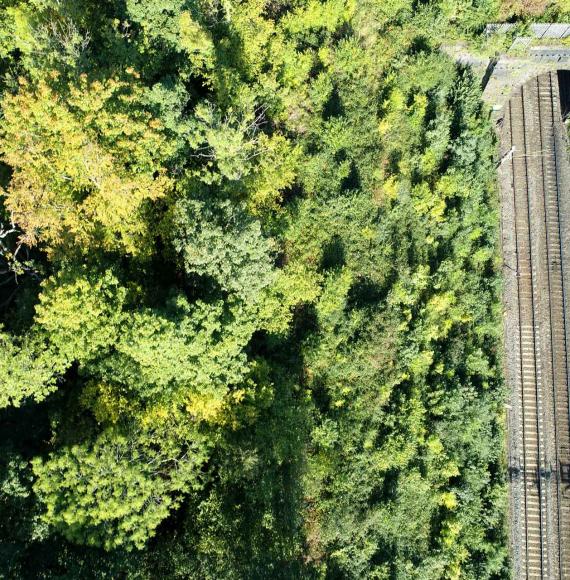 Green surroundings on railway