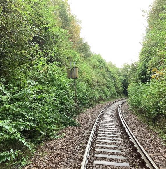 Vegetation on West Highland Line