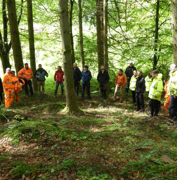 Forestry work from Network Rail 