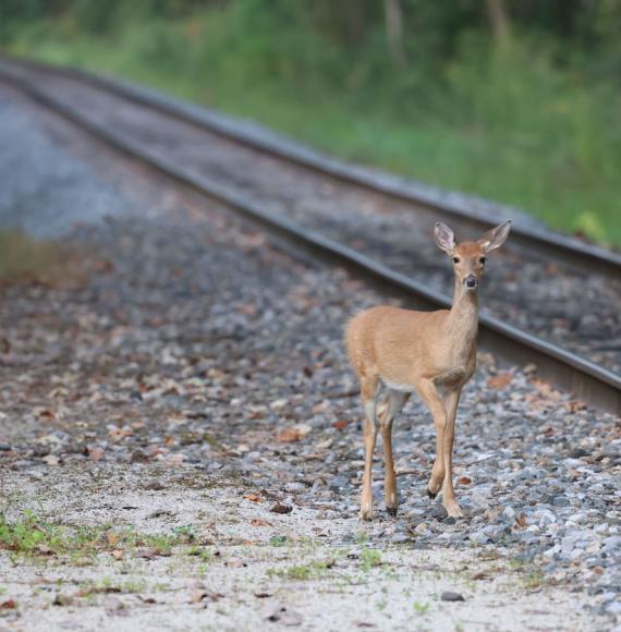 Alstom collaboration on wildlife detection technology