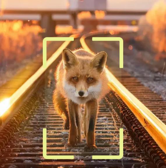 Fox on a railroad