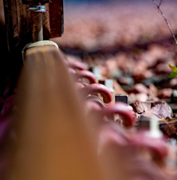 Leaves on the line