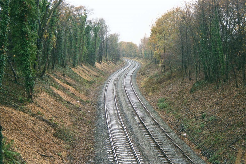 Tree lined track