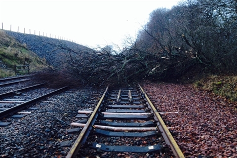 Tree on line Lenzie